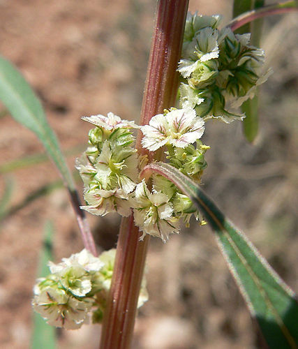 Amaranthus fimbriatus